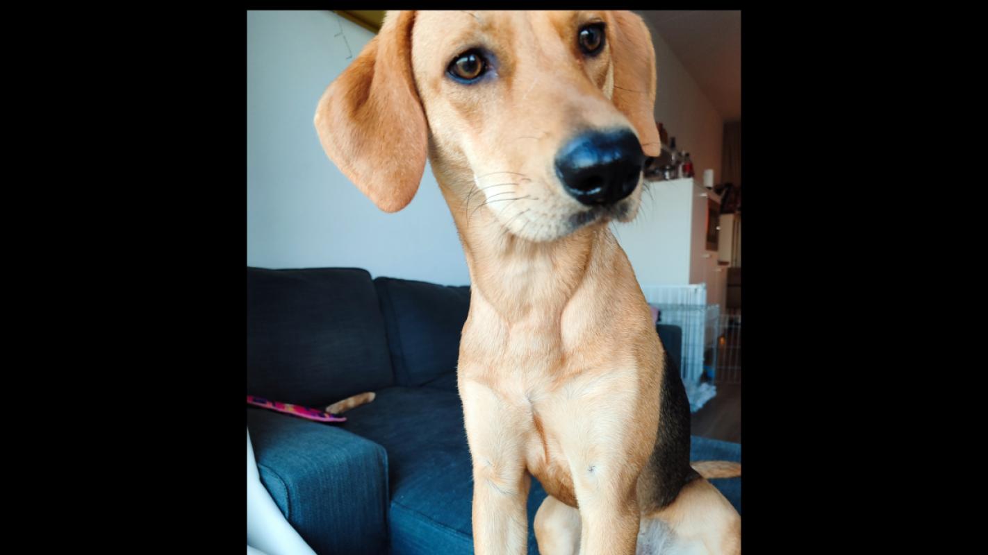 Maya