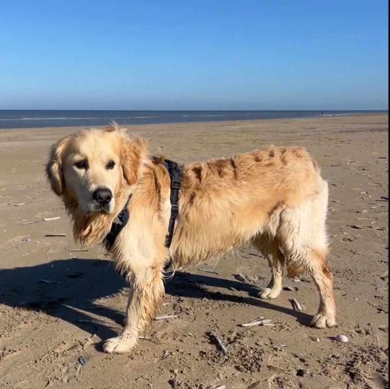 Joep