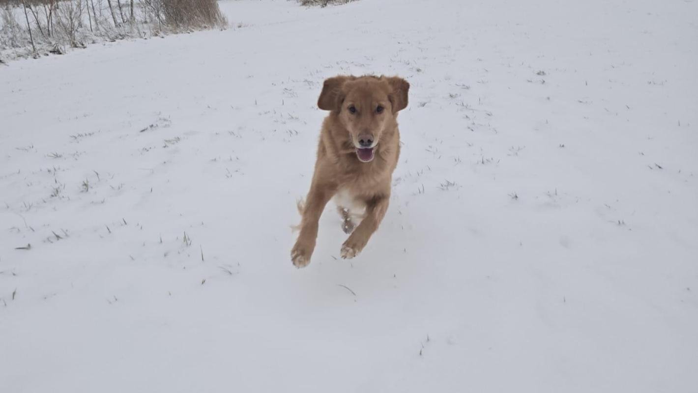 Milo