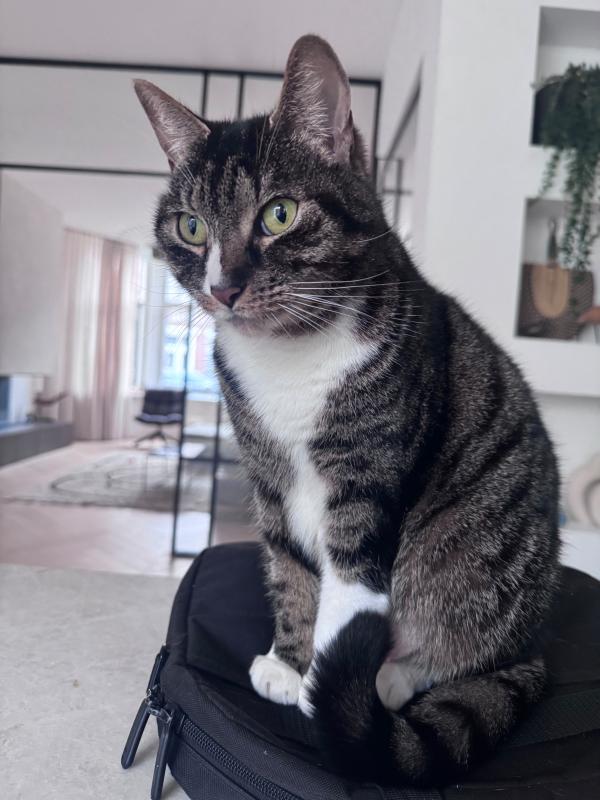 Cleo