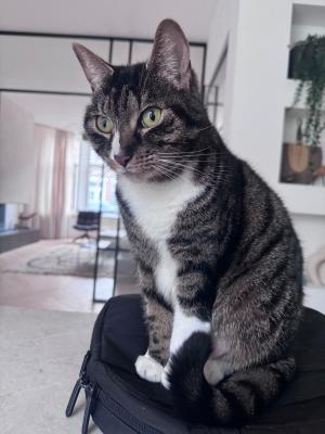 Cleo