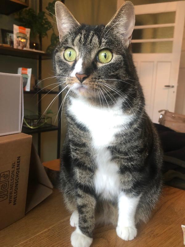 Cleo
