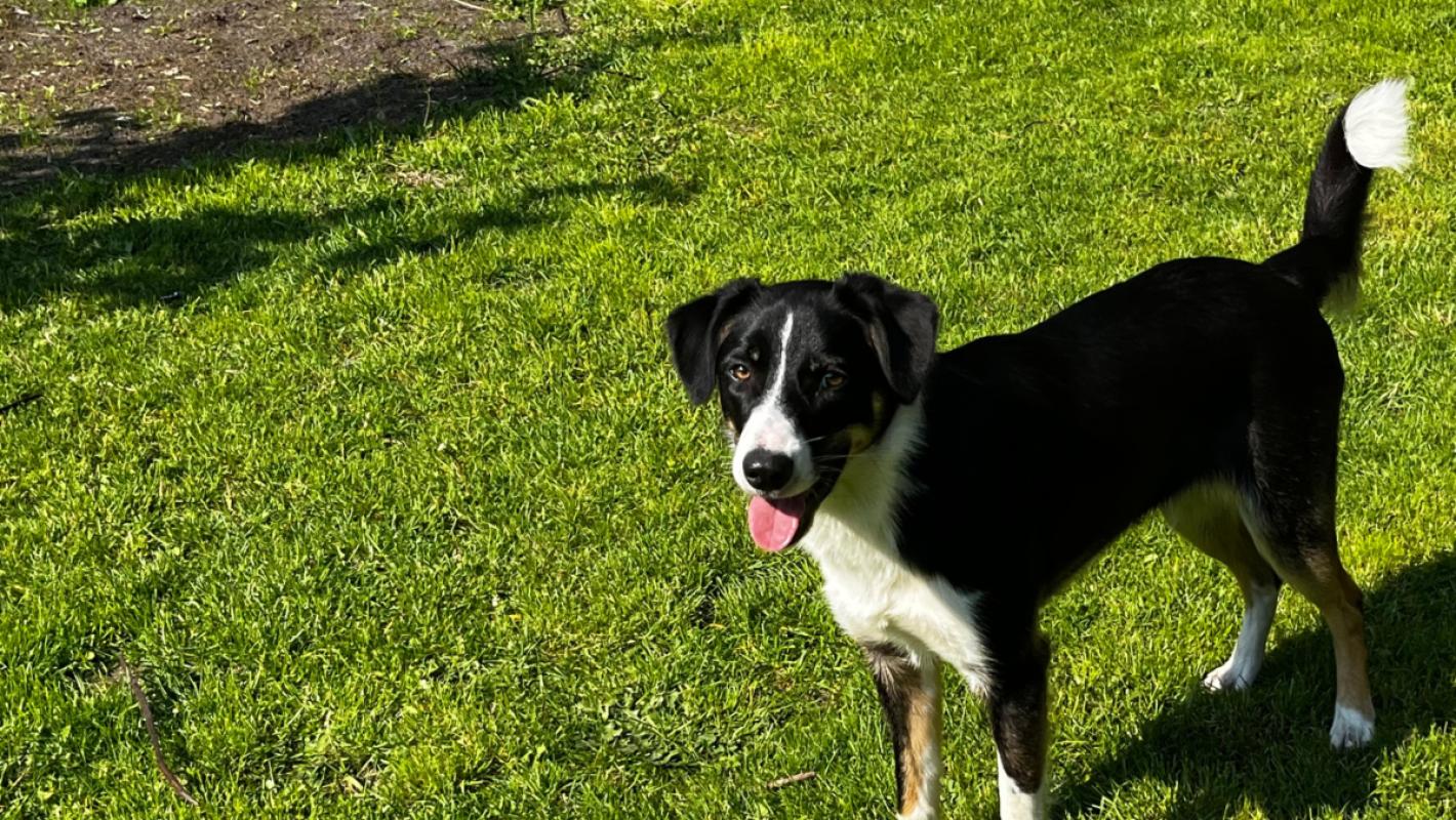 Stella