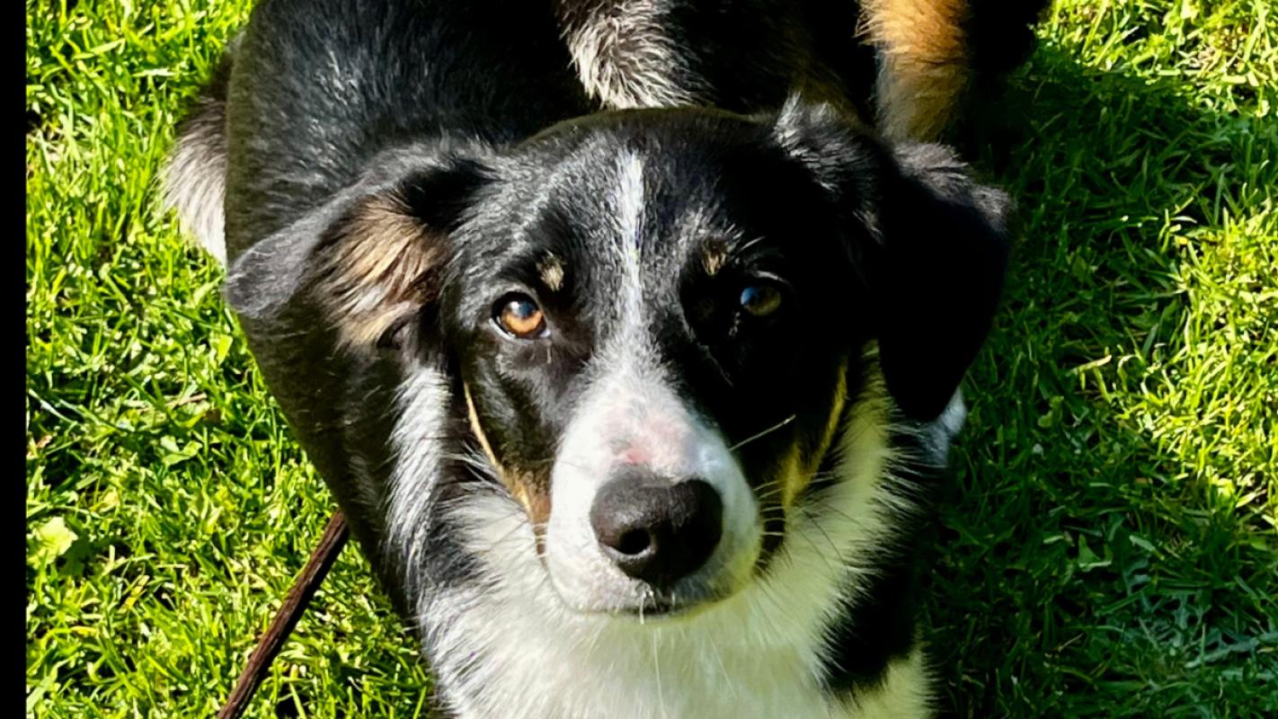 Stella