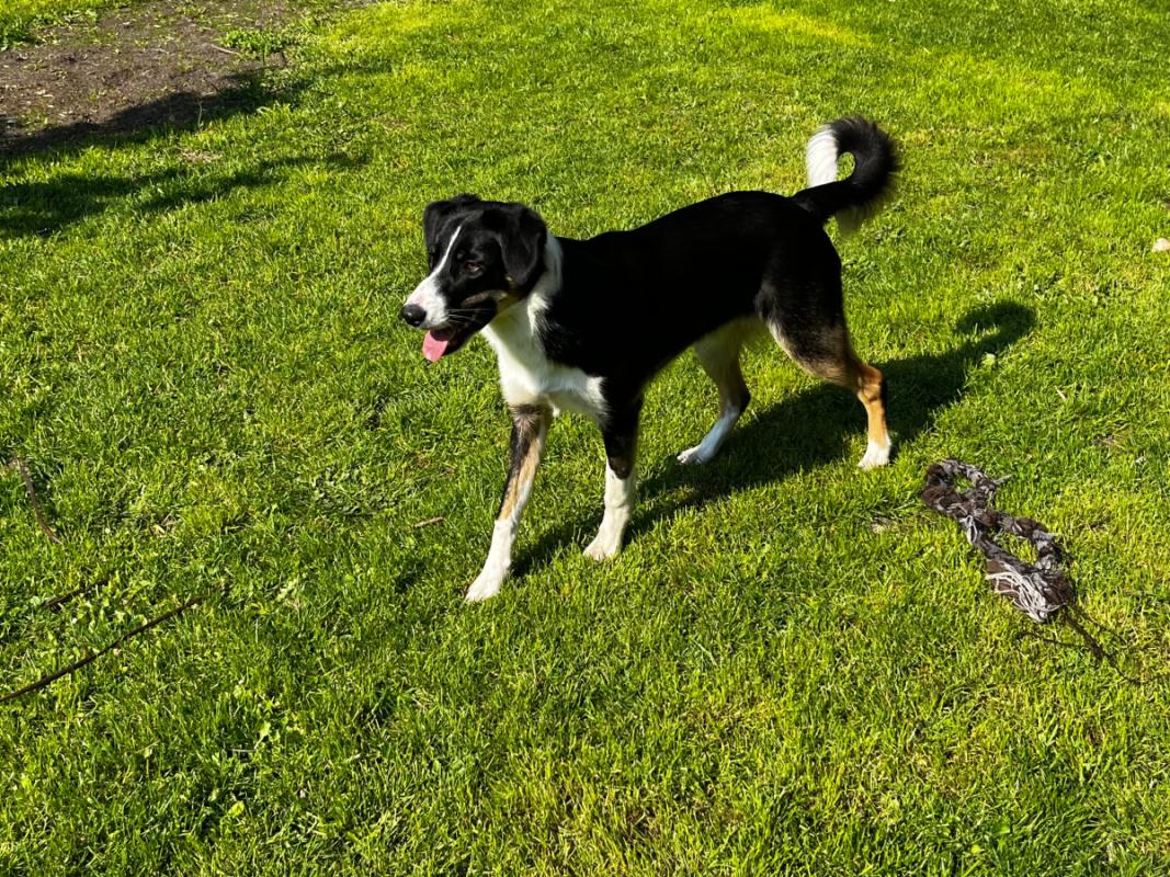 Stella