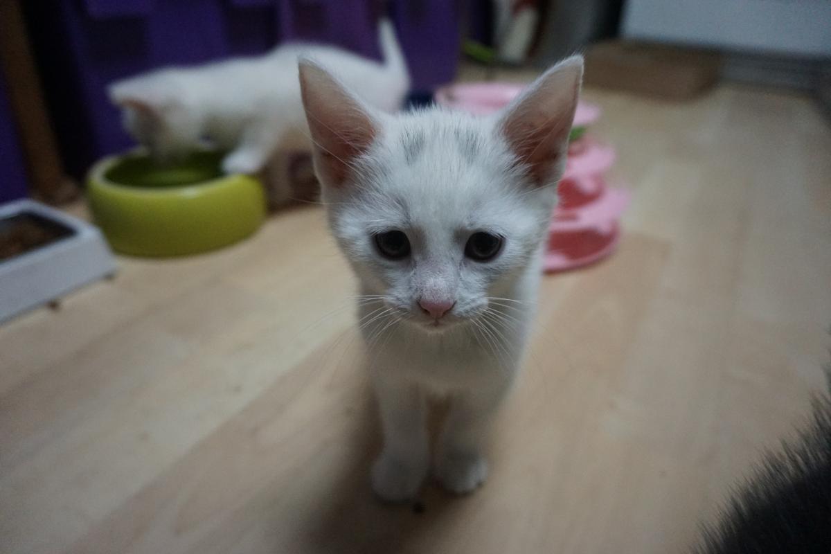 Kӕri