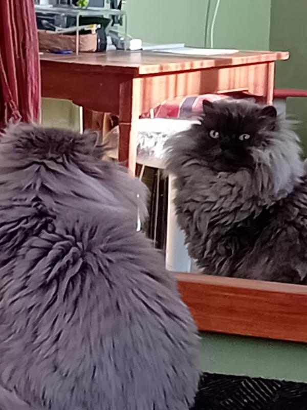Noortje-Poes