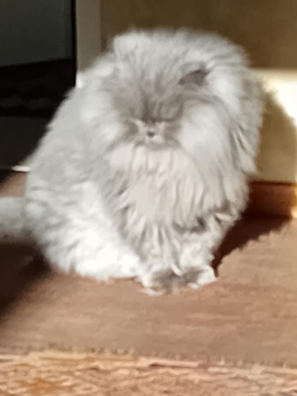 Noortje-Poes