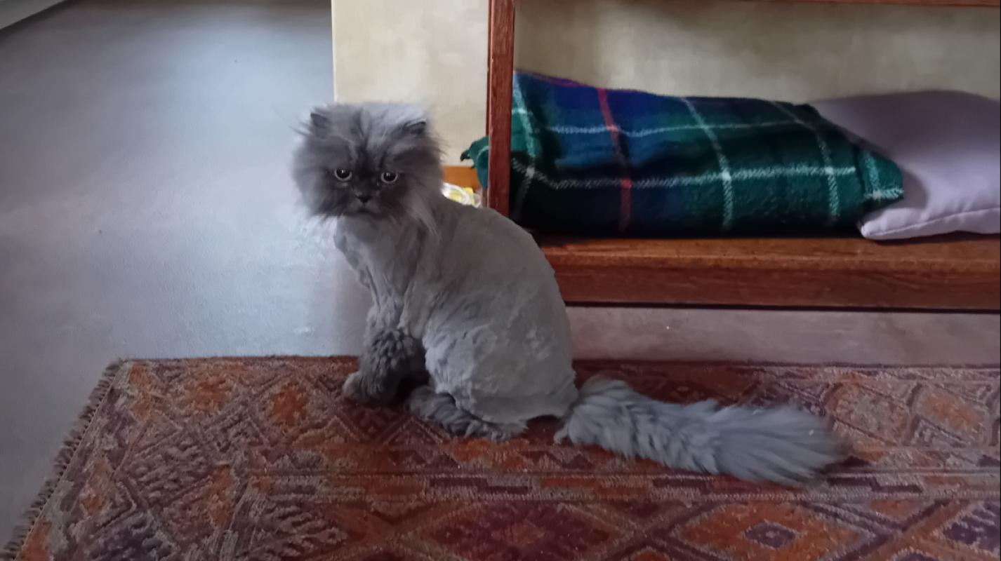 Noortje-Poes