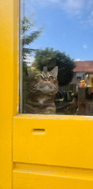 Kenji