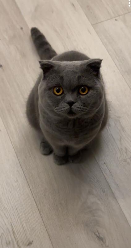 Teddy