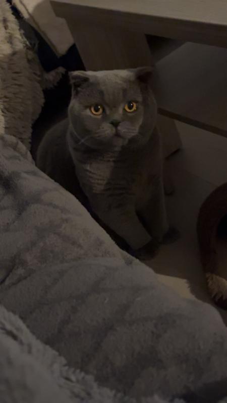 Teddy