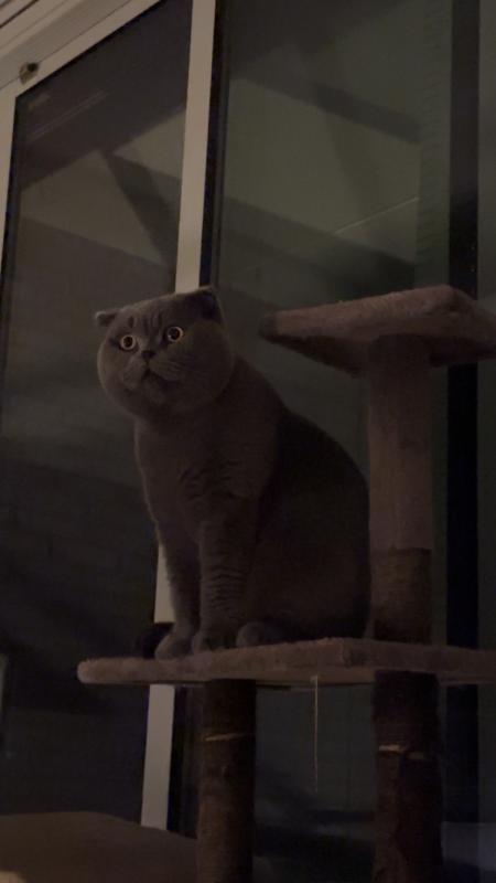 Teddy