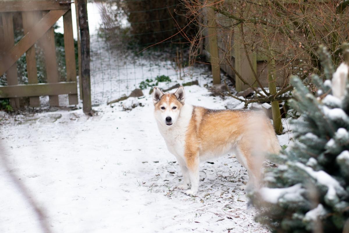 Foxy