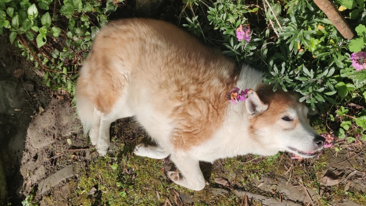 Foxy