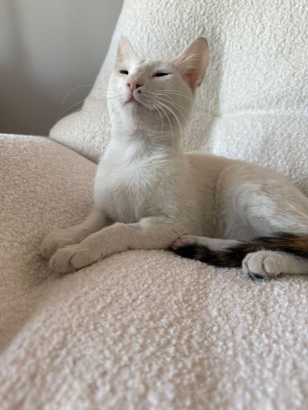 Mimi