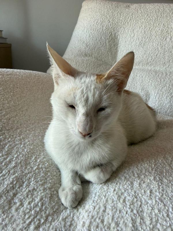 Mimi