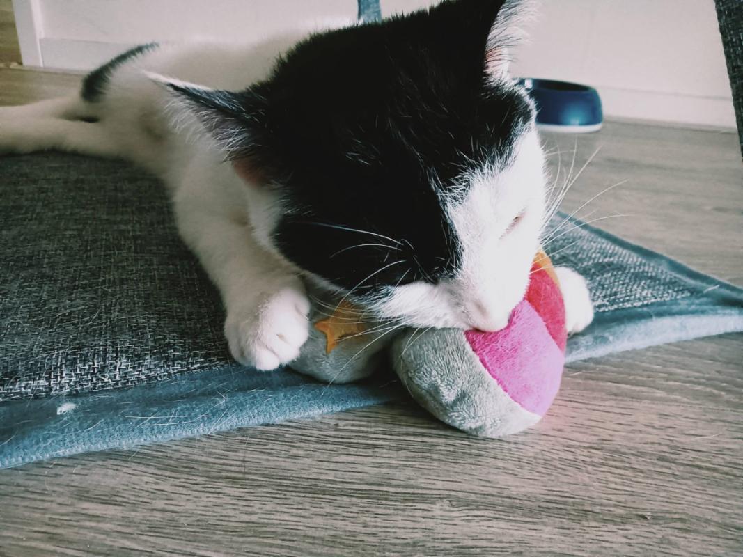Mimi