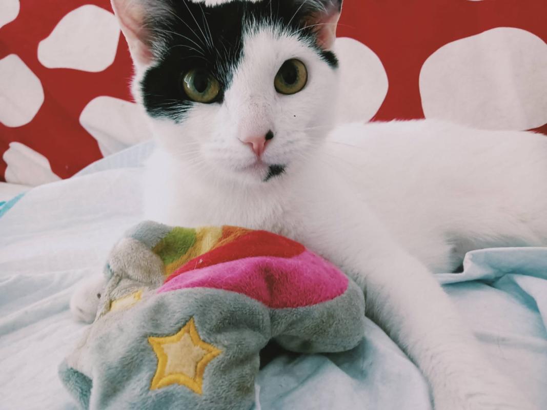 Mimi