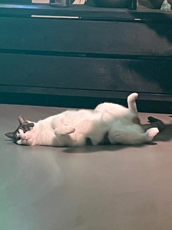 Mio