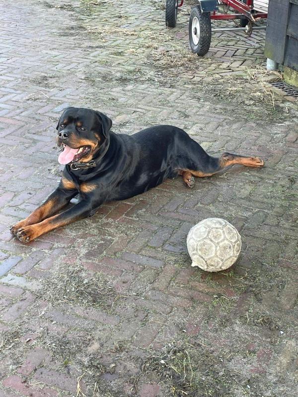 Guus