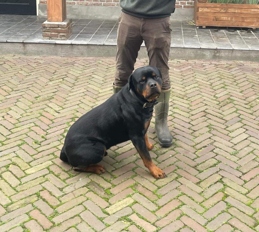 Guus