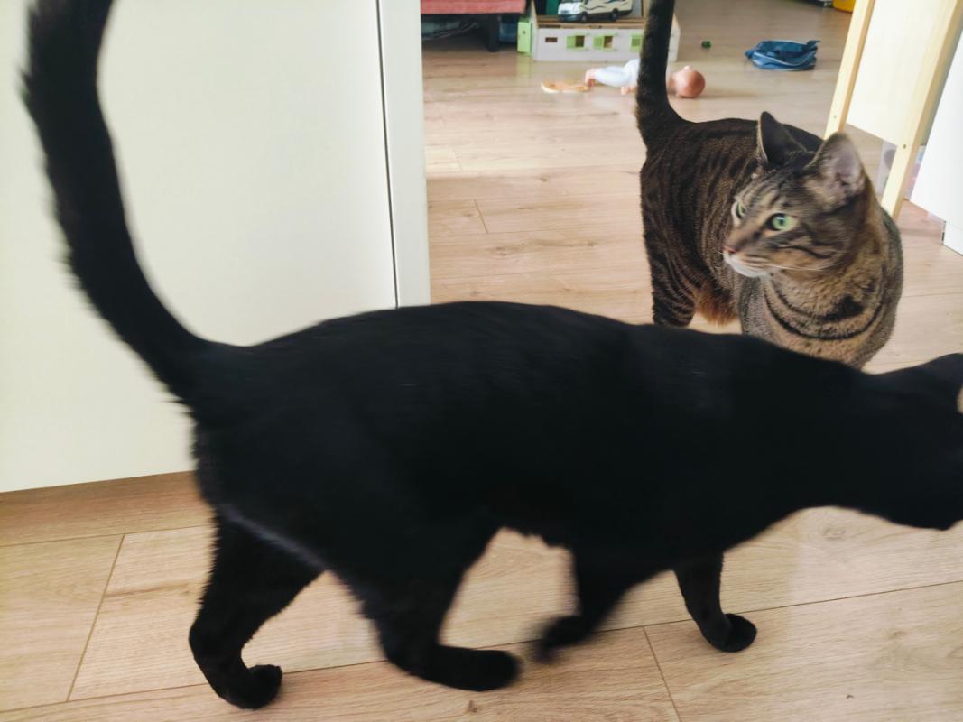 Oskar