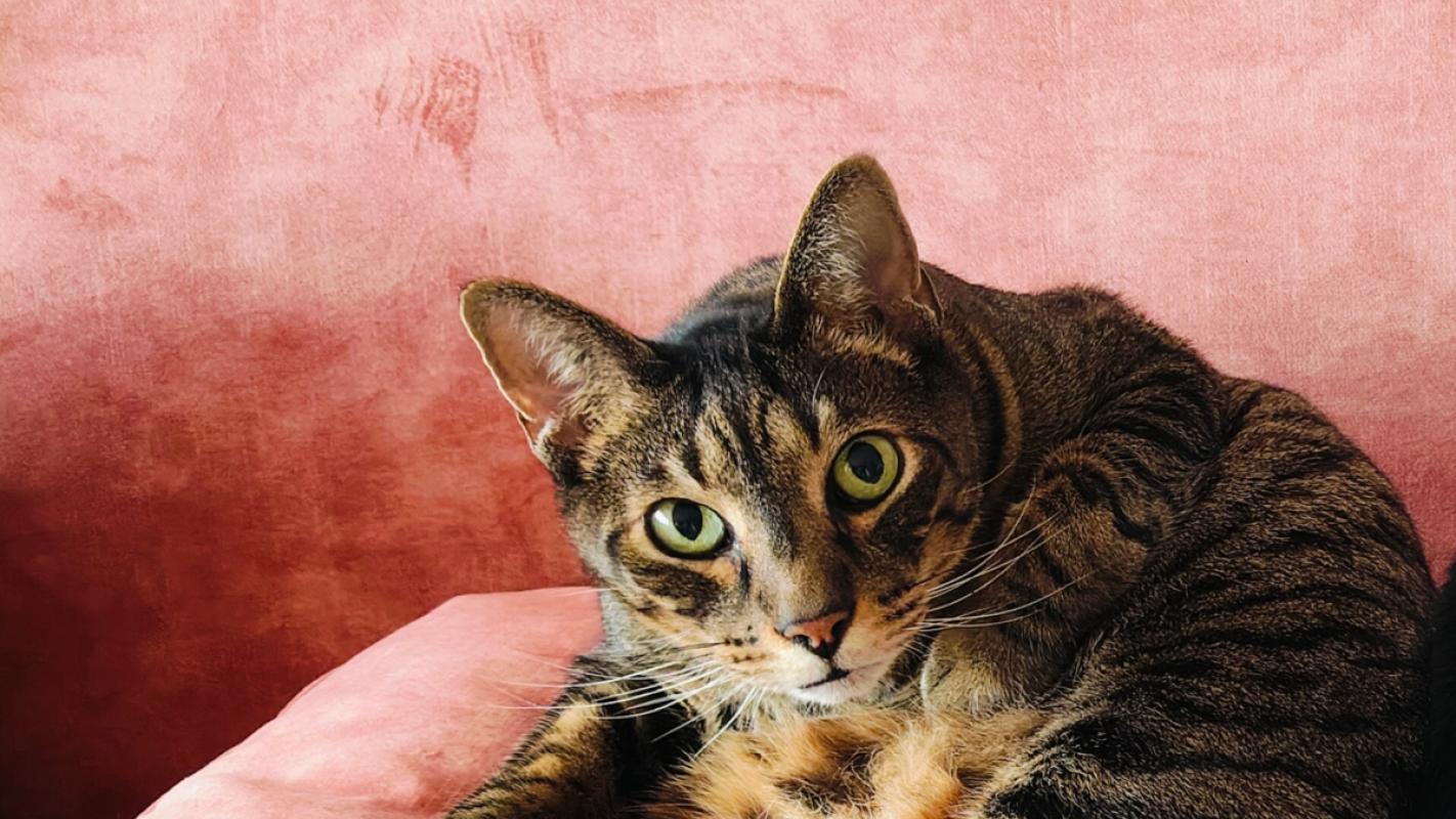 Oskar