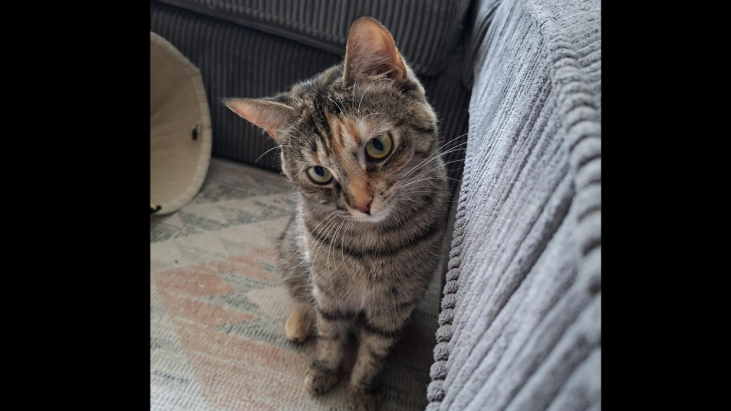 Puki