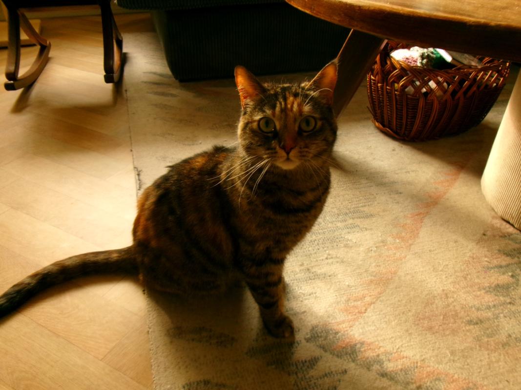 Puki