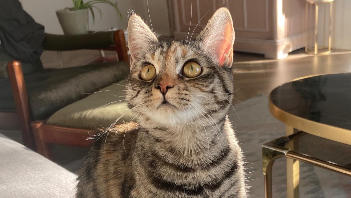 Puki