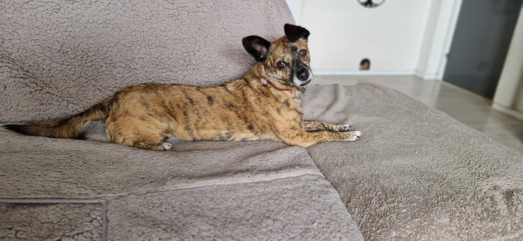 Pepper