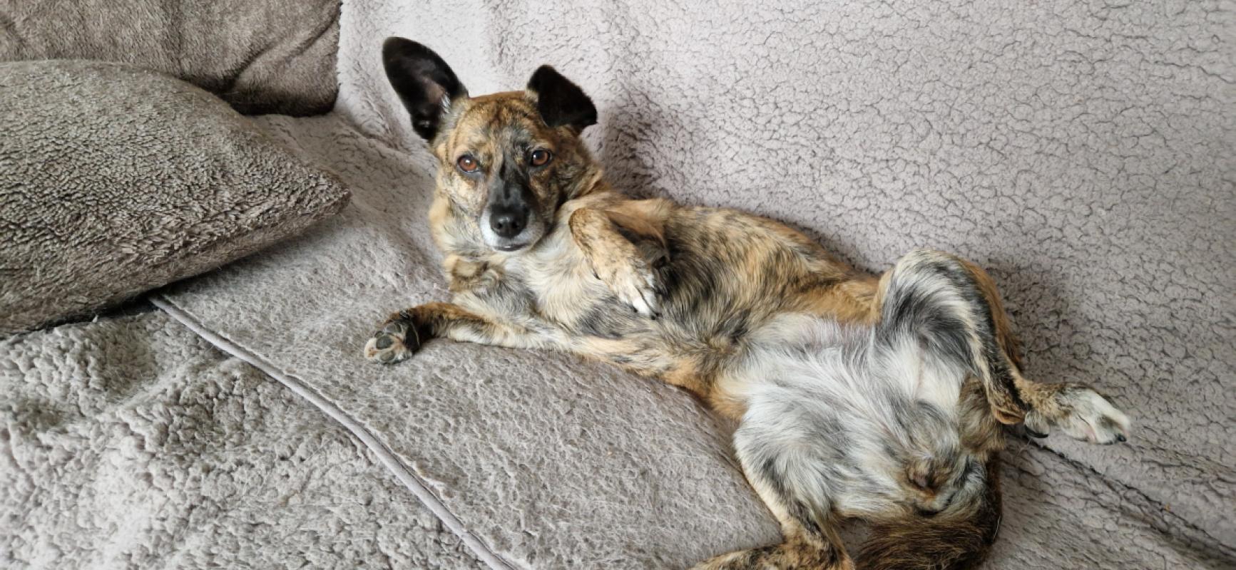 Pepper