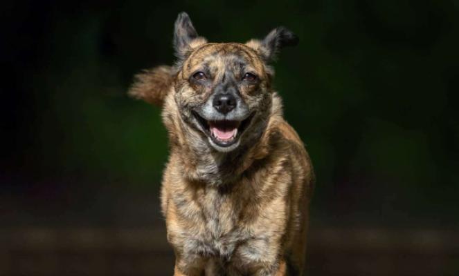 Pepper
