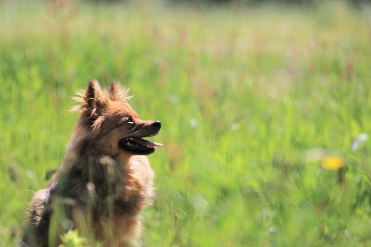 Hunter