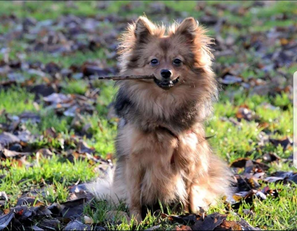 Hunter