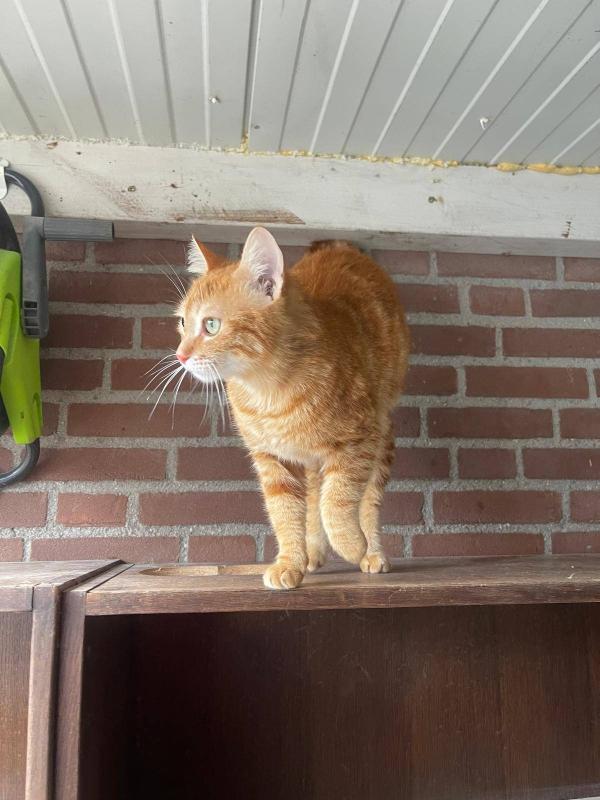 Ginger