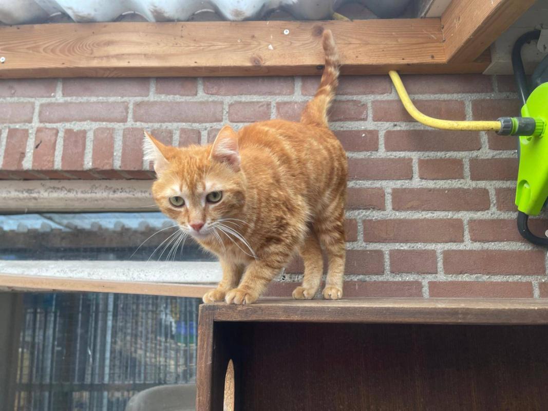 Ginger