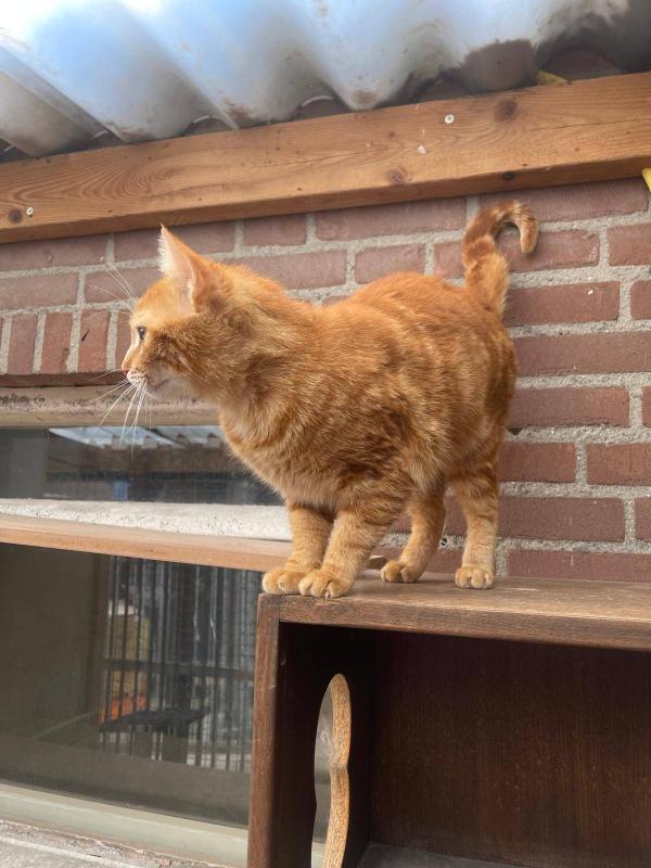 Ginger