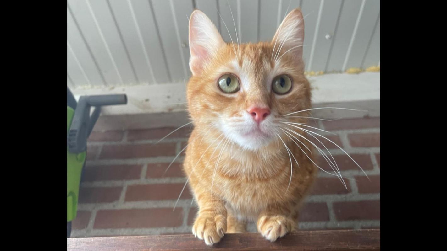 Ginger
