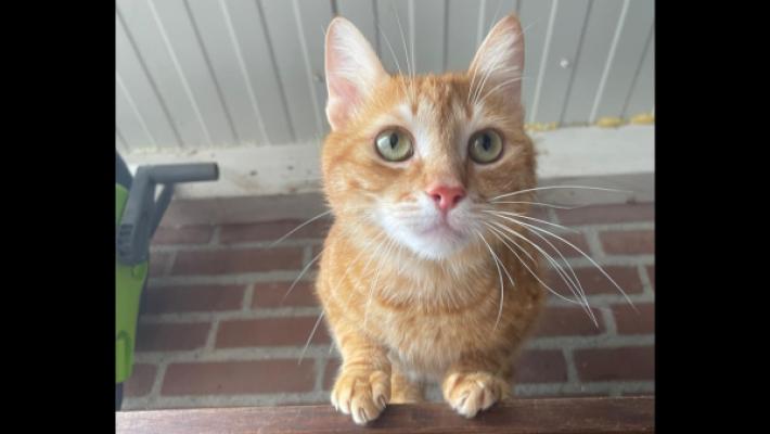 Ginger