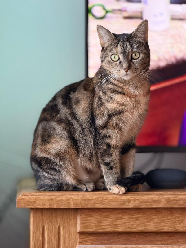 Dina
