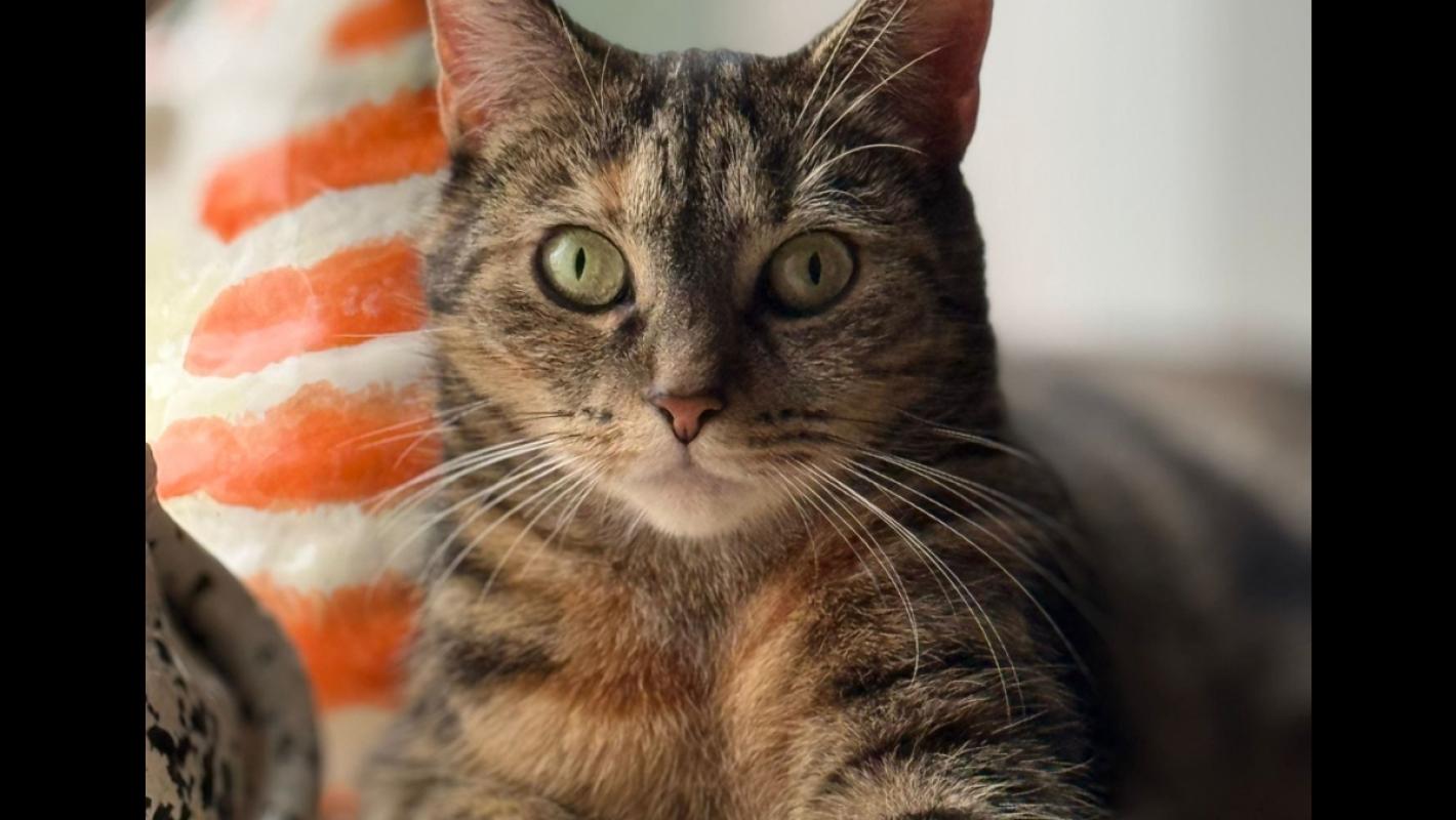 Dina