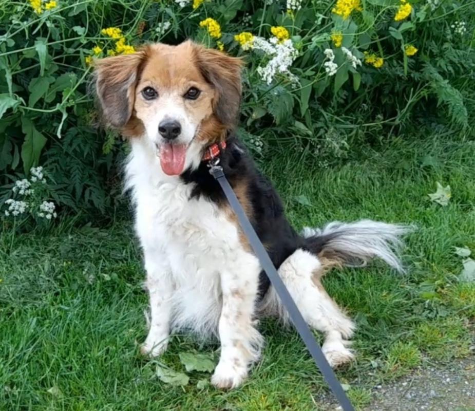 Balou