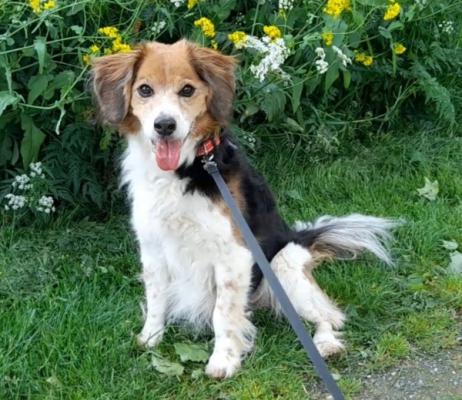 Balou