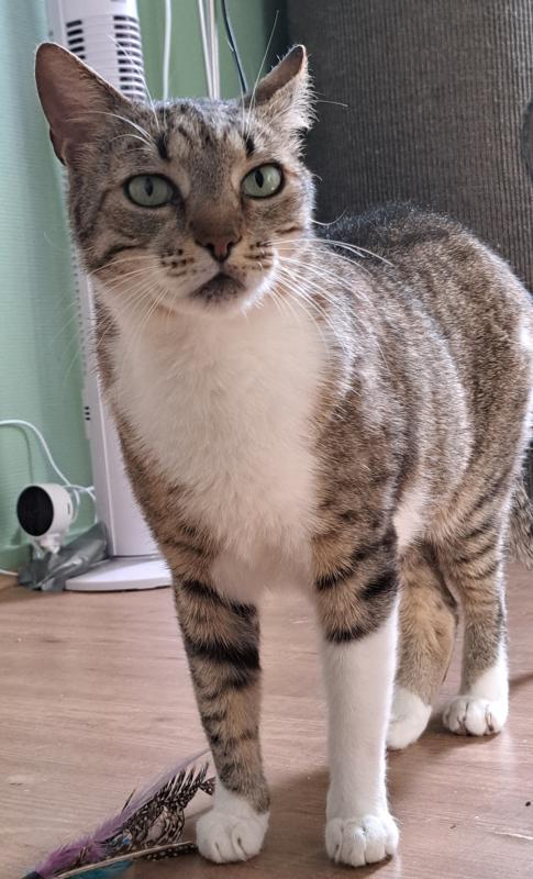 Callie
