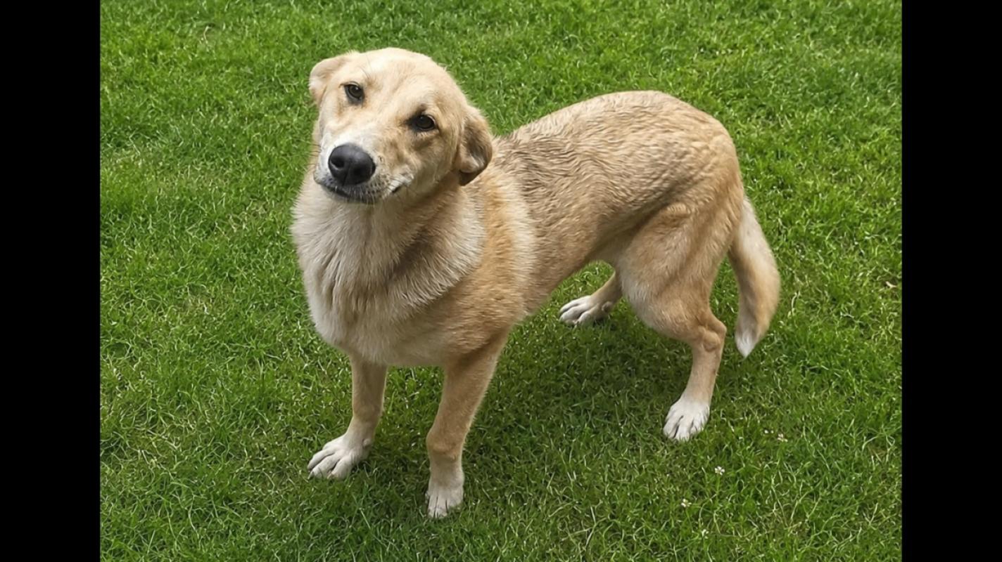 Anka