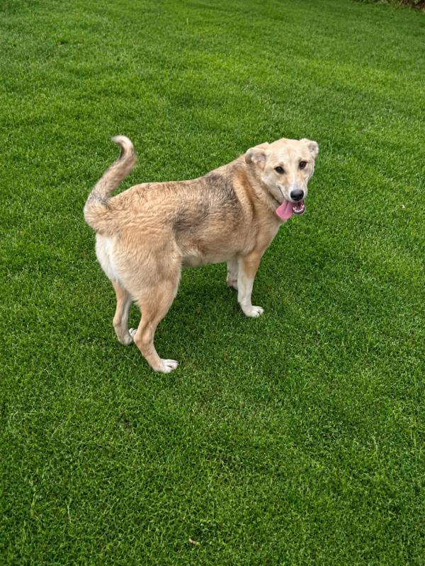 Anka