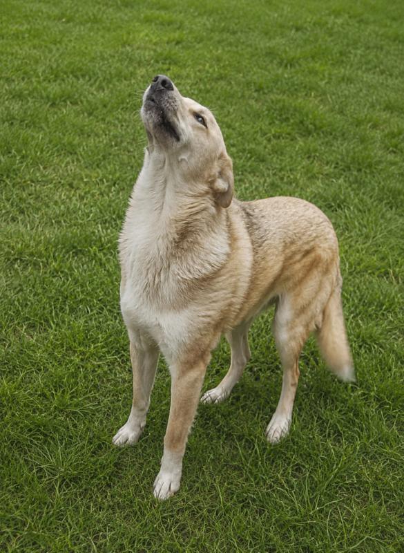 Anka