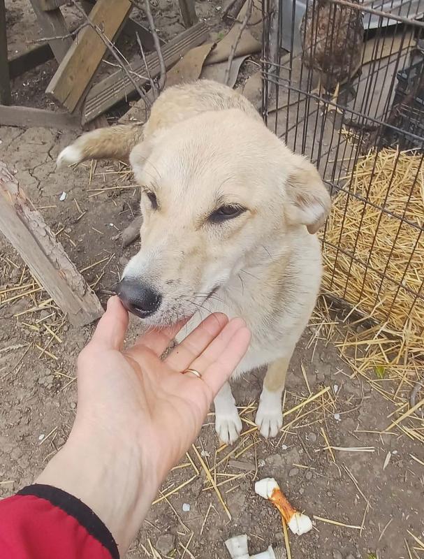 Anka